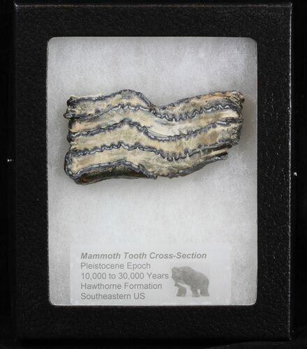 Mammoth Molar Slice - South Carolina #40096